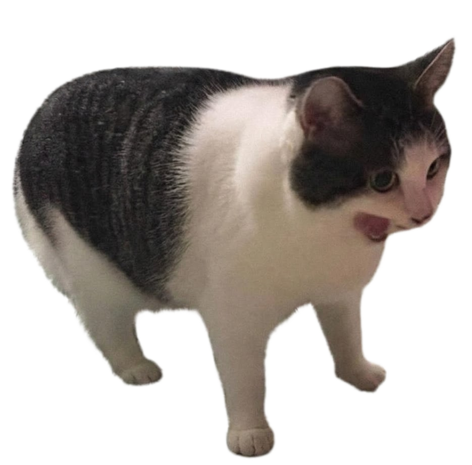 A perfectly calm cat surrounded by screaming